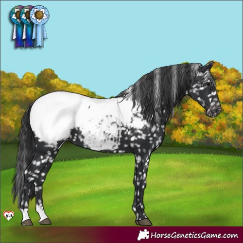 Horse Color:Black Appaloosa 