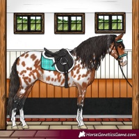 Horse Color:Bay Near Leopard 
