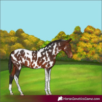 Horse Color:Bay Tobiano Appaloosa 