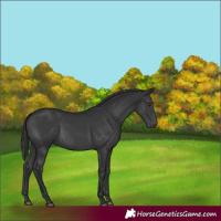 Horse Color:Black Rabicano 