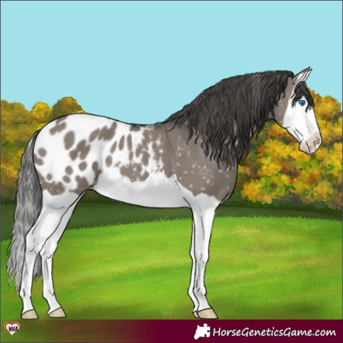Horse Color:Grullo Splash Appaloosa 