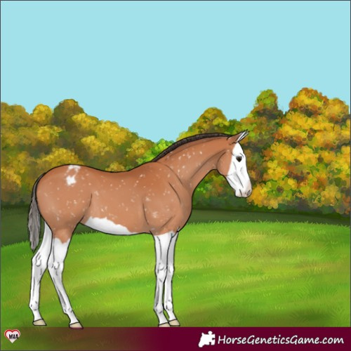 Horse Color:Bay Splash Blanket 