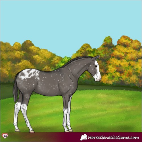 Horse Color:Grullo Splash Blanket 
