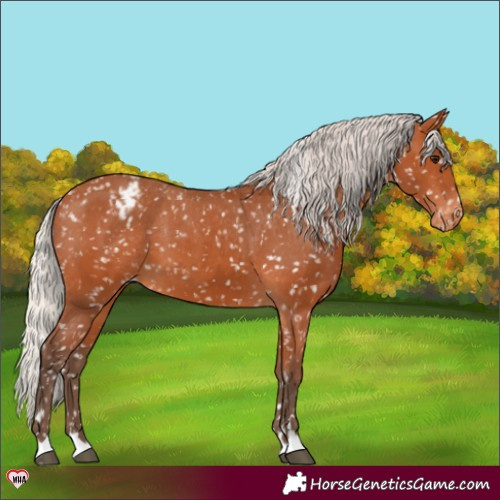 Horse Color:Silver Bay Appaloosa 