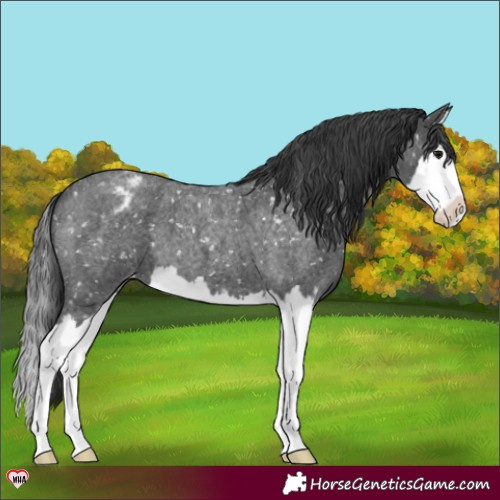 Horse Color:Blue Roan Splash Appaloosa