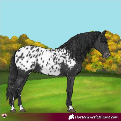Horse Color:Black Blanket 