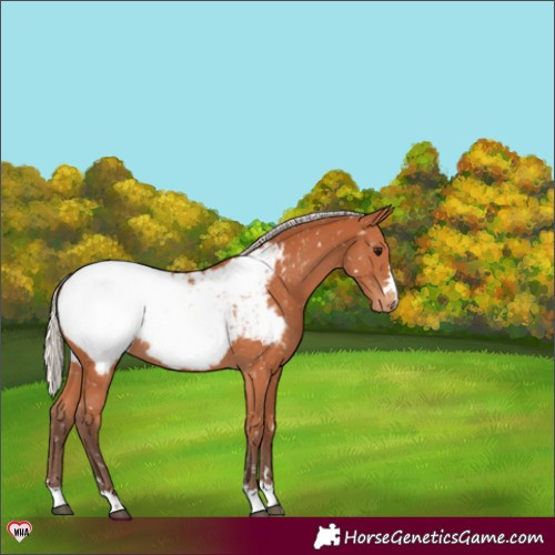 Horse Color:Silver Bay Snowcap 