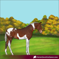 Horse Color:Silver Brown Tobiano Appaloosa 