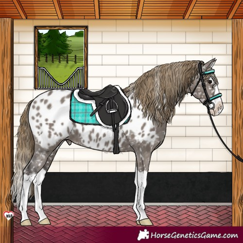 Horse Color:Smoky Grullo Splash Near Leopard 