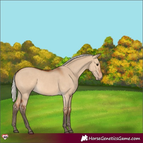 Horse Color:Silver Bay Dun 