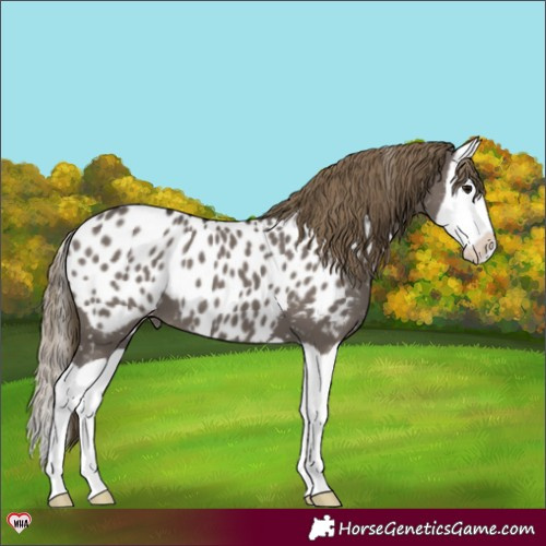 Horse Color:Smoky Grullo Splash Near Leopard 