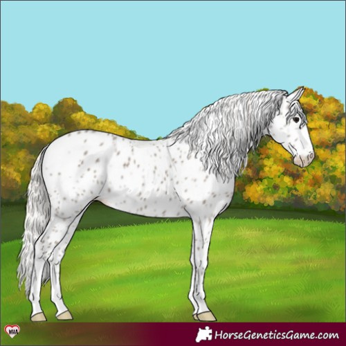 Horse Color:Silver Grullo Appaloosa 