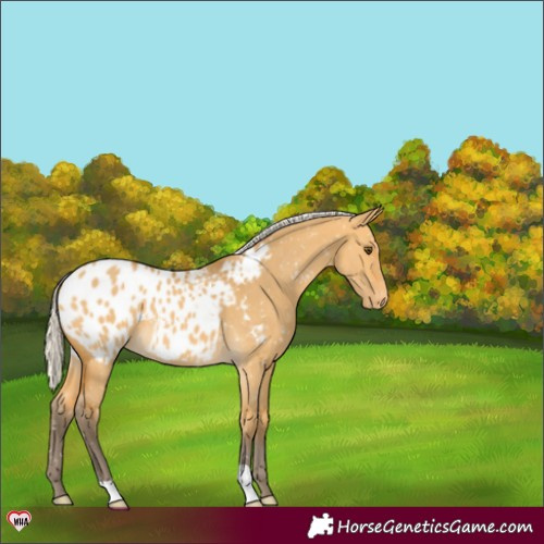 Horse Color:Silver Buckskin Dun Appaloosa 