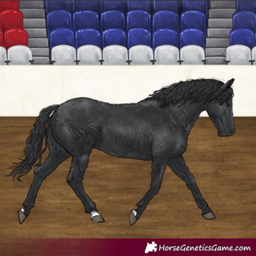 Horse Color:Black 