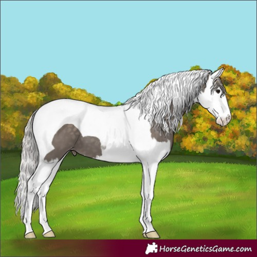 Horse Color:Silver Black Splash Tobiano Appaloosa 