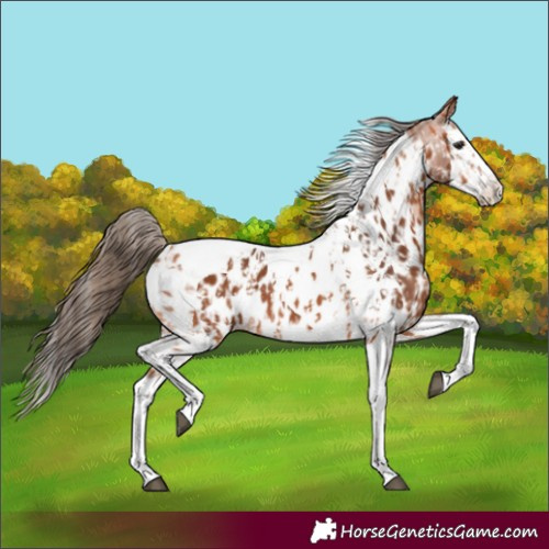 Horse Color:Bay Splash Tobiano Appaloosa  and Bay Splash Tobiano Appaloosa 