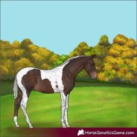 Horse Color:Silver Brown Tobiano 
