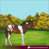 Horse Color:Brown Tobiano Appaloosa 