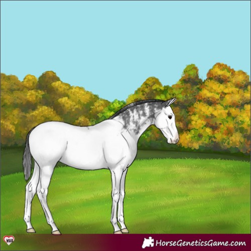 Horse Color:Black Sabino Splash Appaloosa Rabicano 
