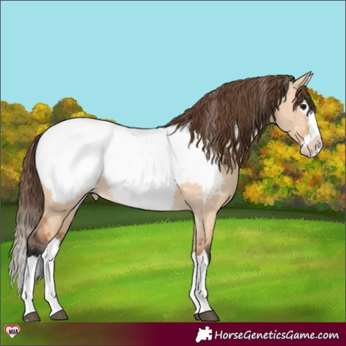 Horse Color:Bay Dun Splash Snowcap 