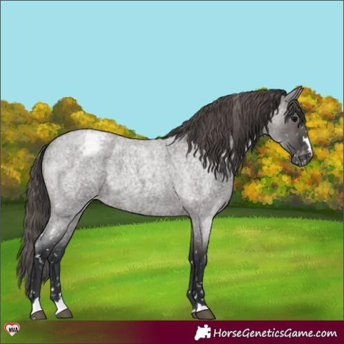 Horse Color:Grullo Roan Appaloosa 