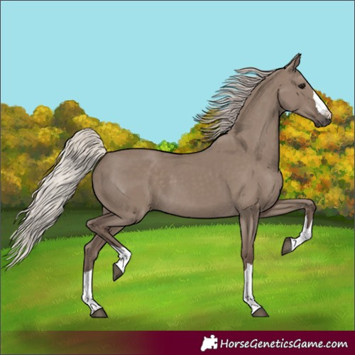Horse Color:Silver Grullo 