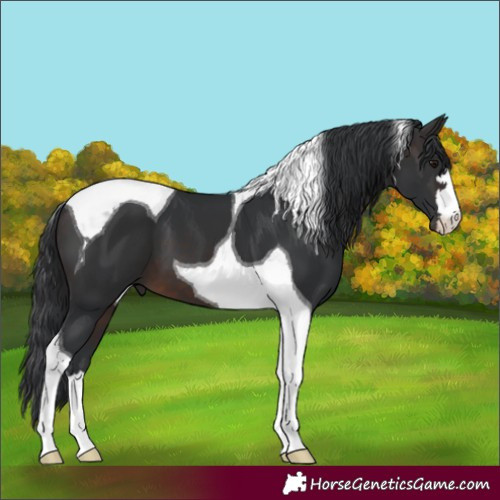 Horse Color:Brown Tobiano 