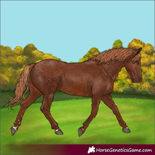 Horse Color:Chestnut 
