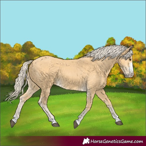 Horse Color:Palomino 