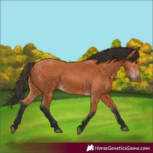 Horse Color:Bay 