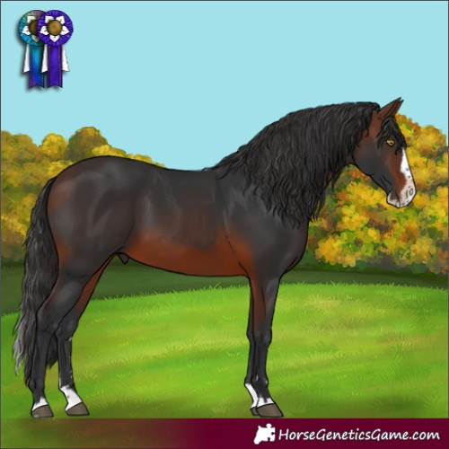 Horse Color:Brown Splash Rabicano 