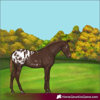 Horse Color:Gray Chestnut Appaloosa Rabicano 
