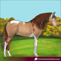 Horse Color:Gray Gold Champagne Dun Tobiano Rabicano 