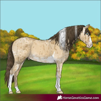 Horse Color:Classic Cream Champagne Ice Dun Splash Tobiano Rabicano Brindle 