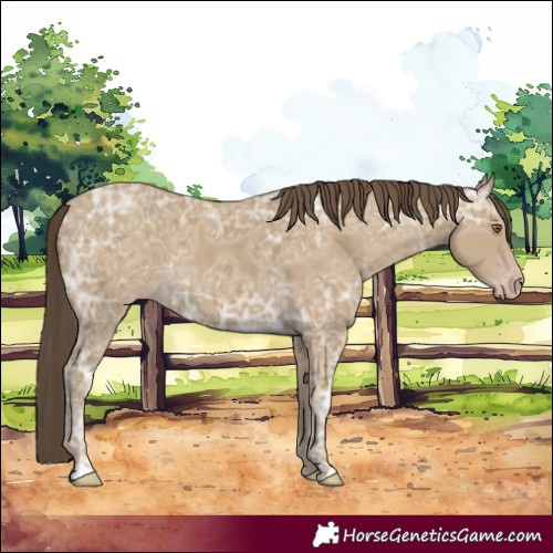 Horse Color:Classic Cream Champagne Ice 