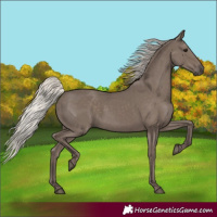 Horse Color:Silver Black 