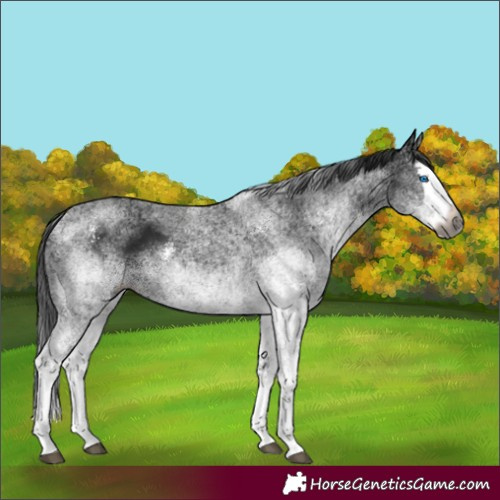 Horse Color:Gray White Spotted Black Splash