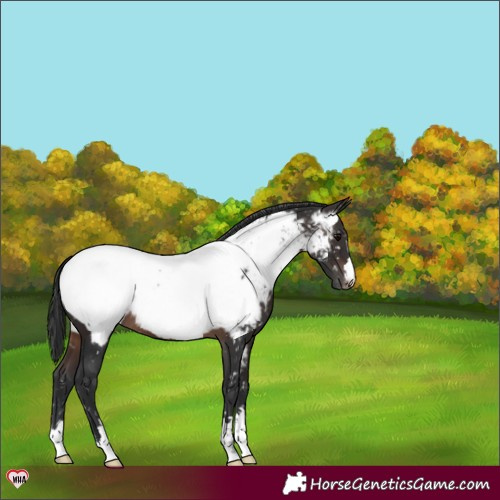 Horse Color:Brown Appaloosa 