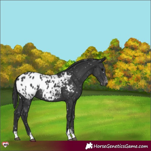 Horse Color:Black Appaloosa 