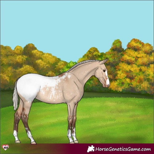 Horse Color:Silver Brown Dun Appaloosa Rabicano 
