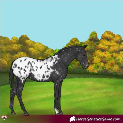 Horse Color:Black Appaloosa 