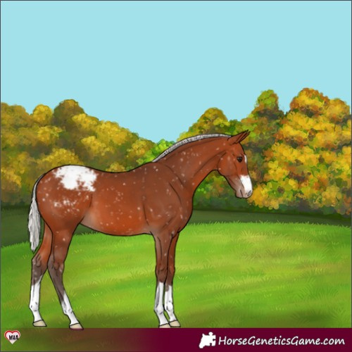 Horse Color:Silver Bay Appaloosa 