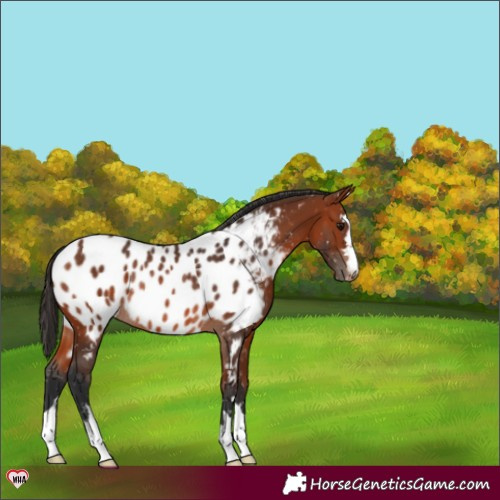 Horse Color:Bay Appaloosa Rabicano 
