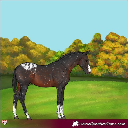 Horse Color:Brown Appaloosa 