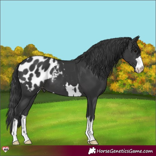 Horse Color:Black Appaloosa 