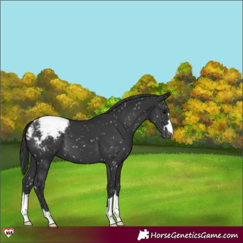 Horse Color:Black Appaloosa 