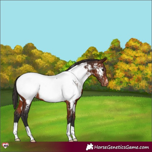 Horse Color:Bay Appaloosa 