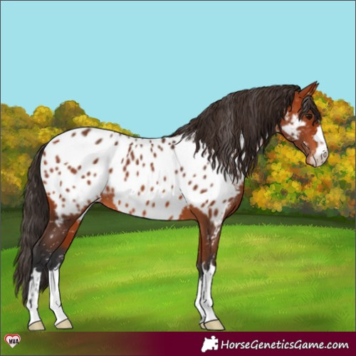 Horse Color:Bay Appaloosa 