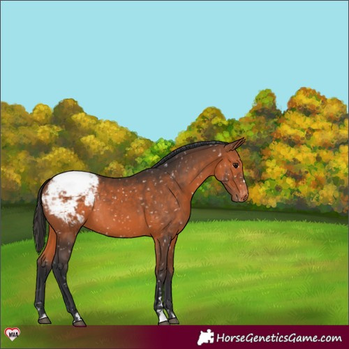 Horse Color:Bay Snowflake VarnishRabicano 
