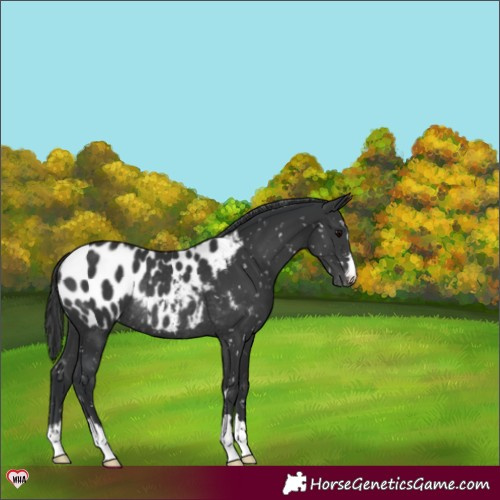 Horse Color:Black Appaloosa Rabicano 